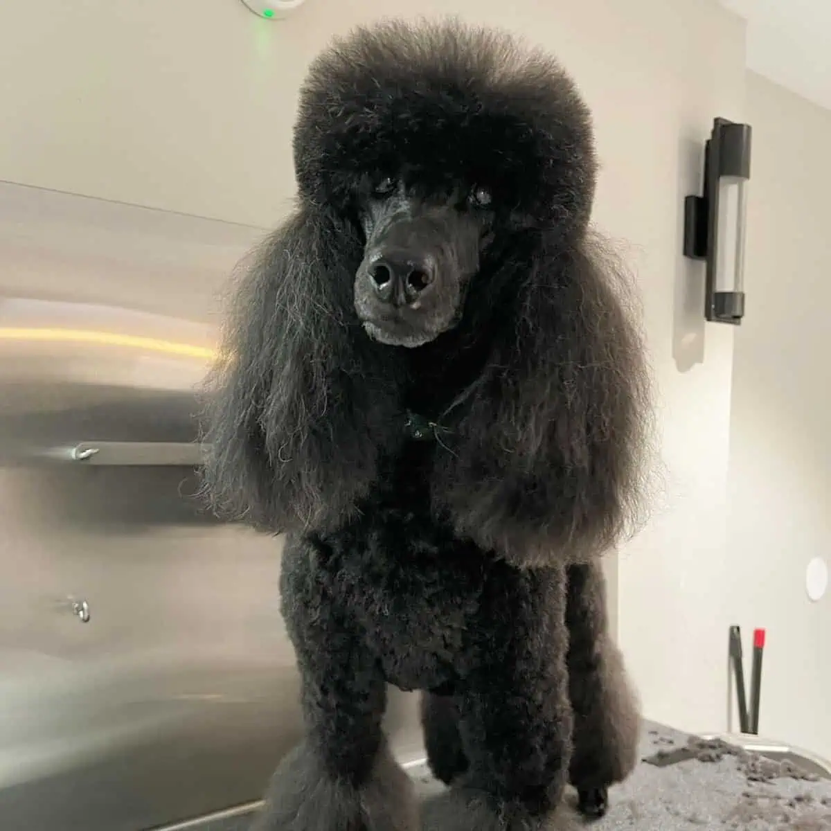 done trimming of Poodle
