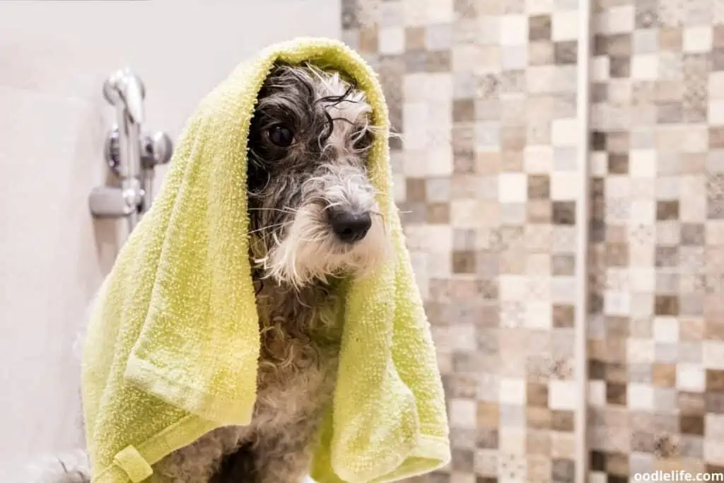 drying poodle with towel after bath