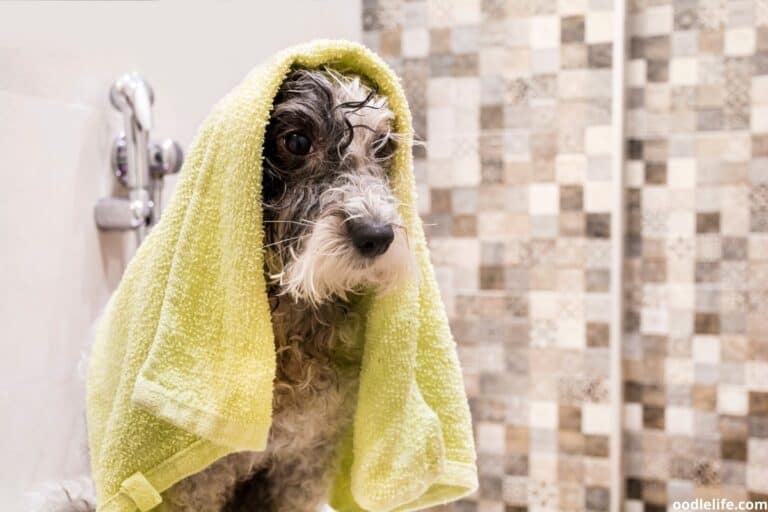 How Often To Bathe A Poodle [Bath Guide] Oodle Life