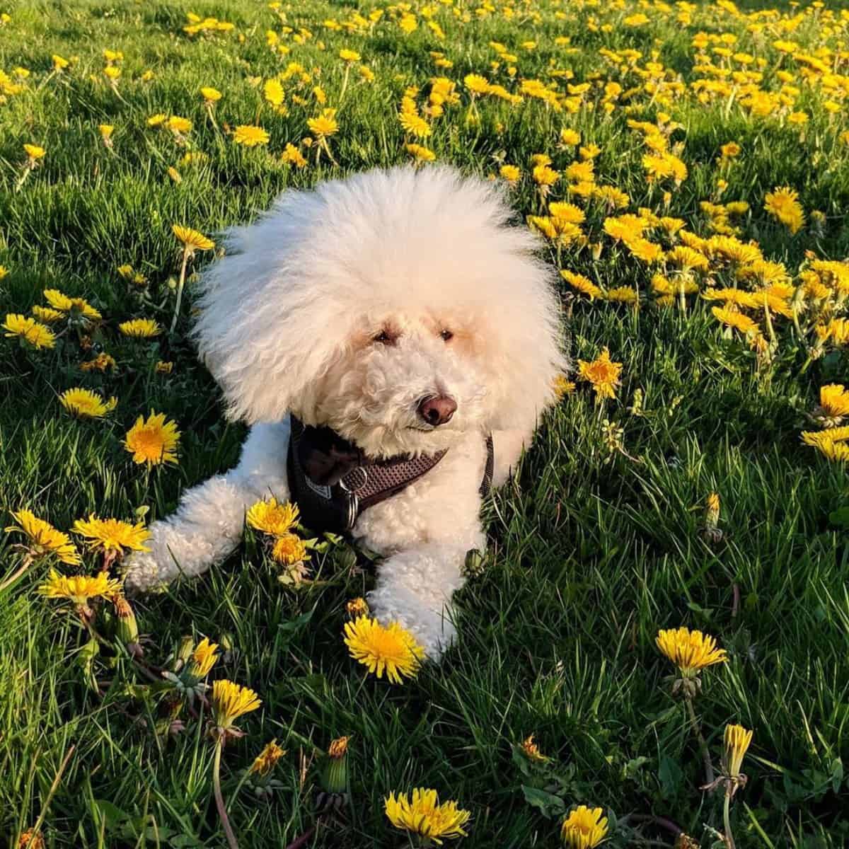 enjoying the view with Poodle