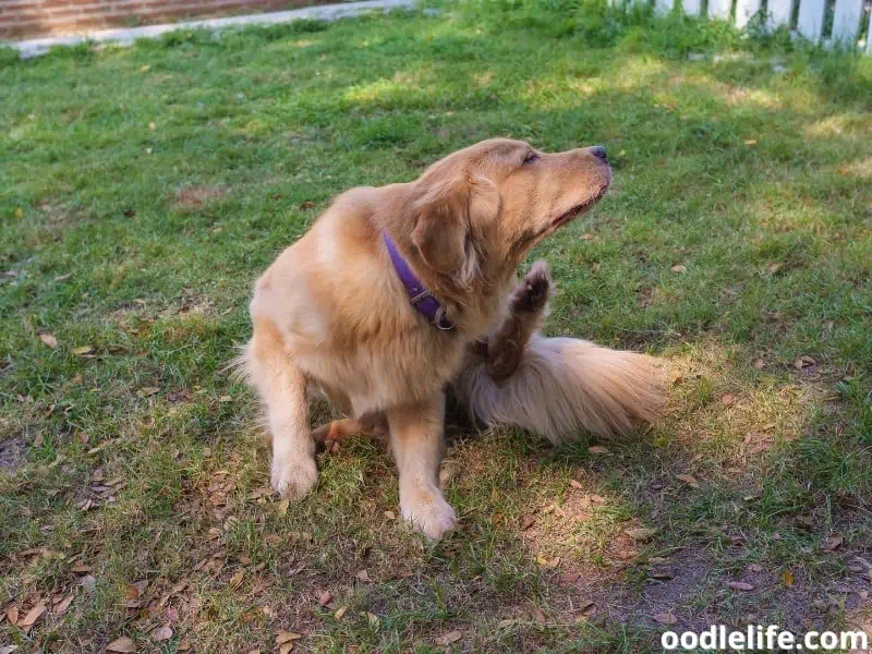 face scratching in dogs and anxiety 