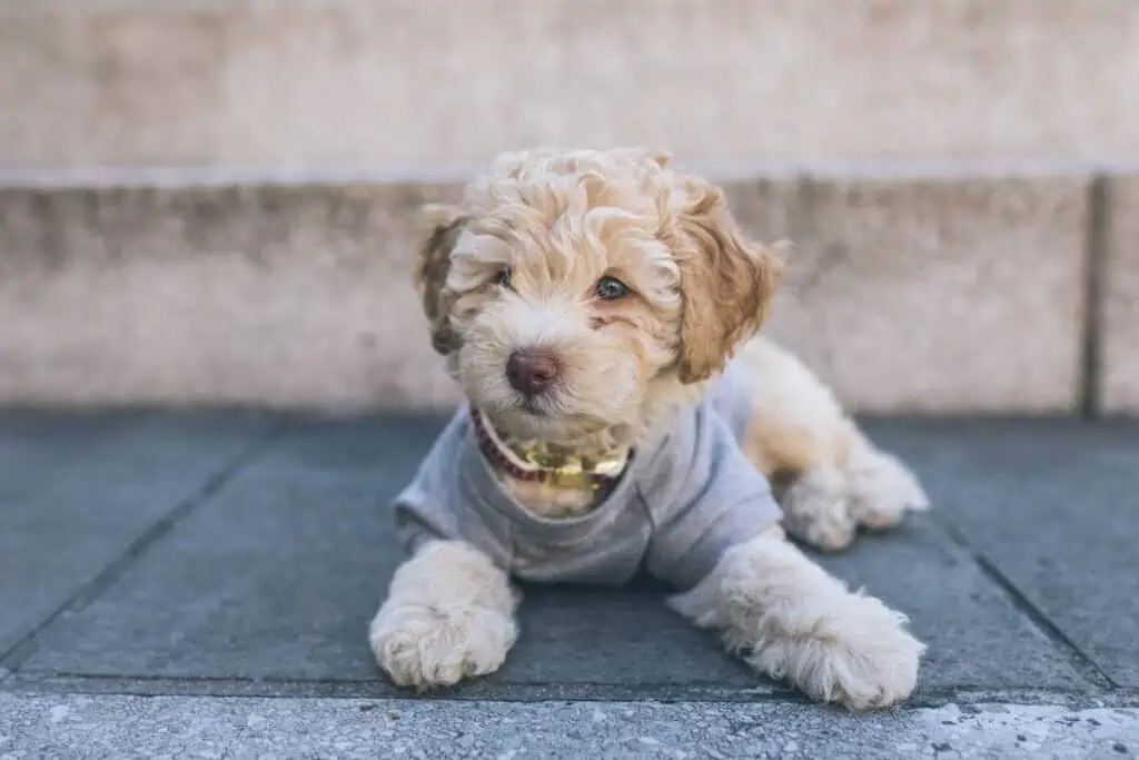 fashionista cavapoo chilling outside