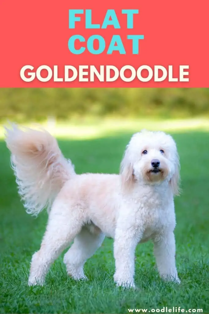 flat coat goldendoodle