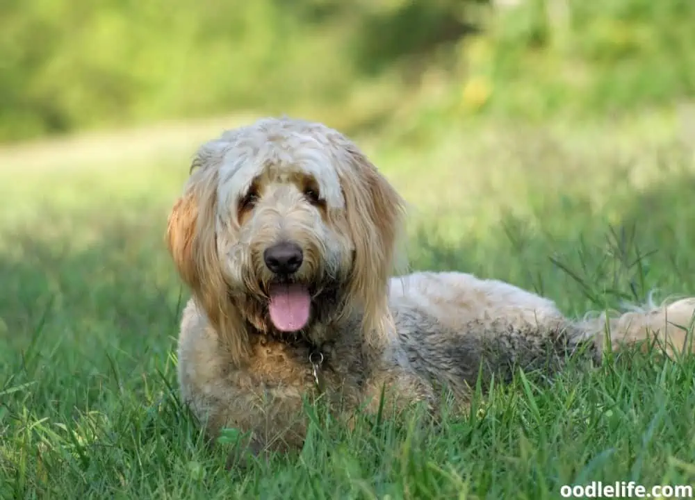 flat coat goldendoodle