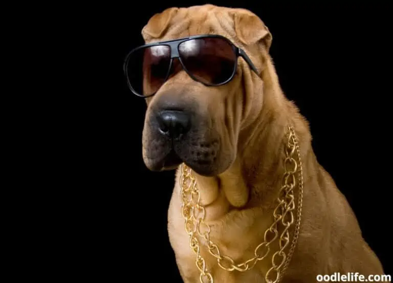 55 Actually Good Gangster Dog Names