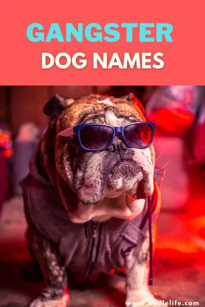 gangster dog names