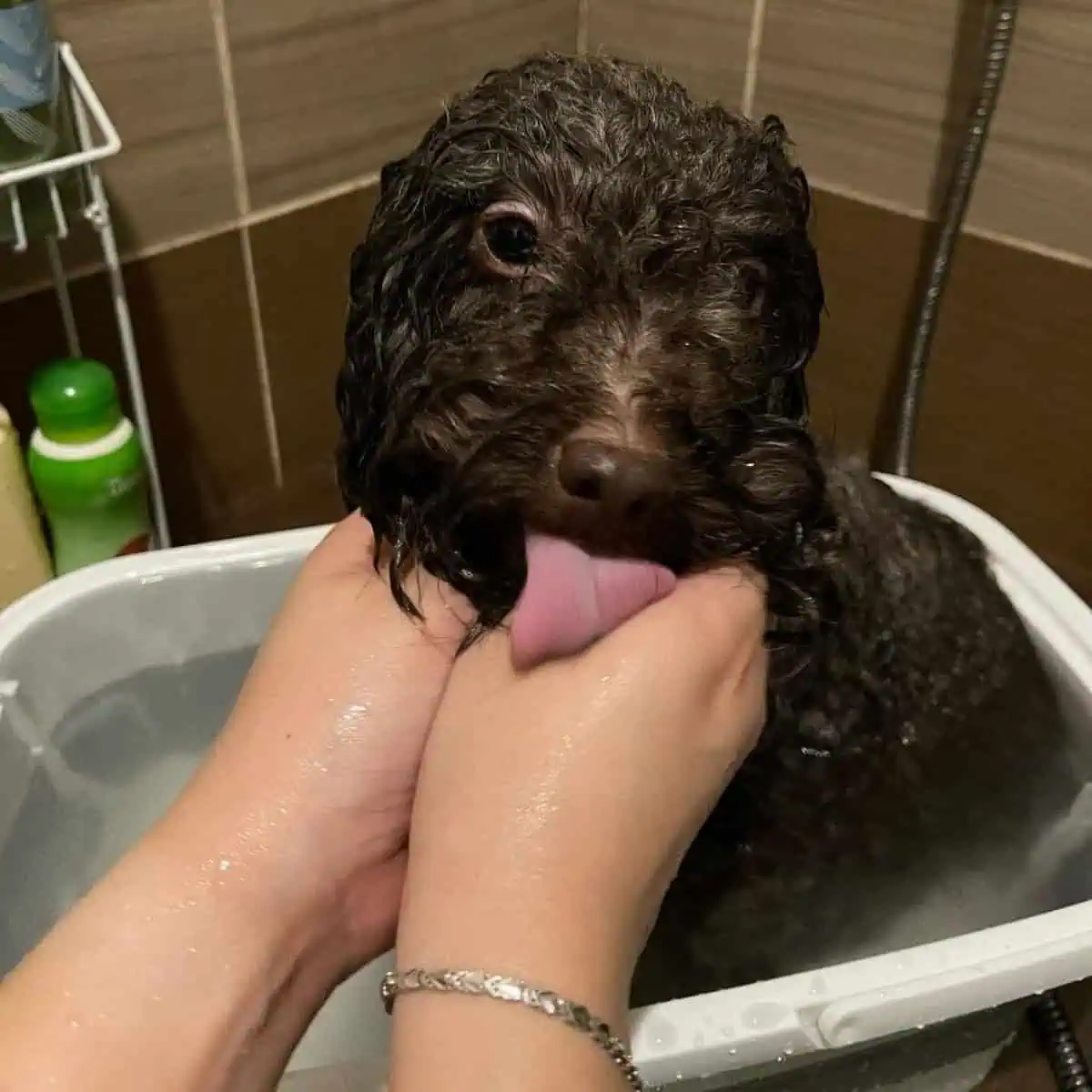 giving Poodle thorough rinsing