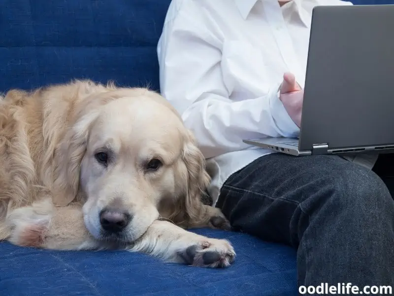 golden retriever on the couch