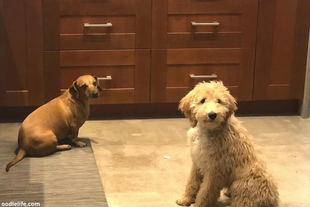 mini goldendoodle and older friend