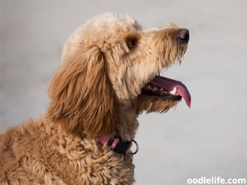 Goldendoodle looking up