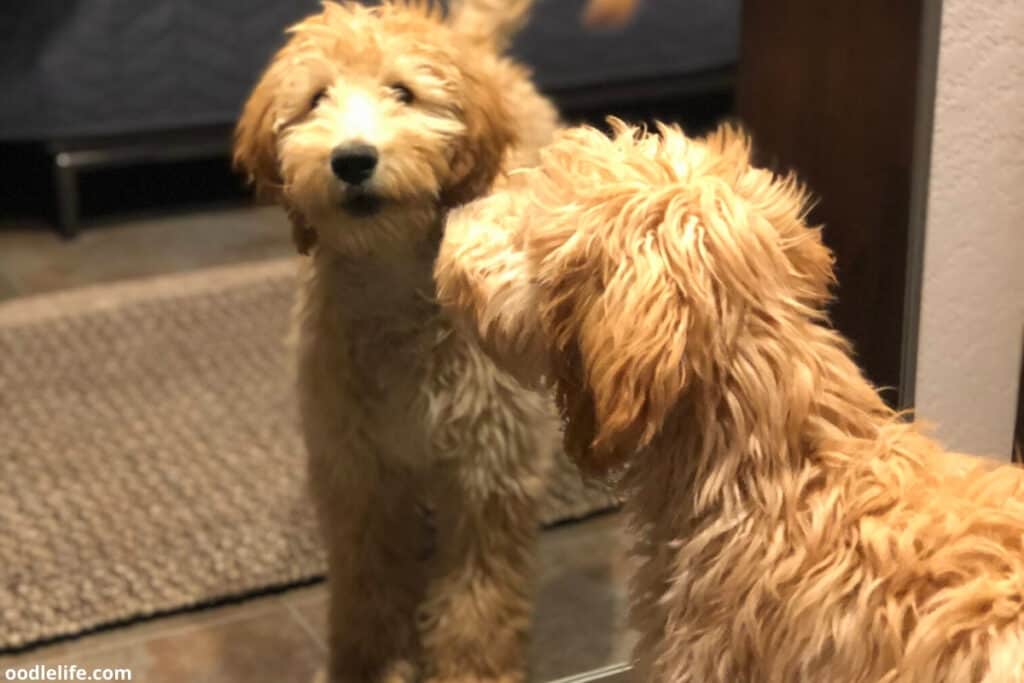 Goldendoodle Medical Problems Made Worse By Bad Breeders