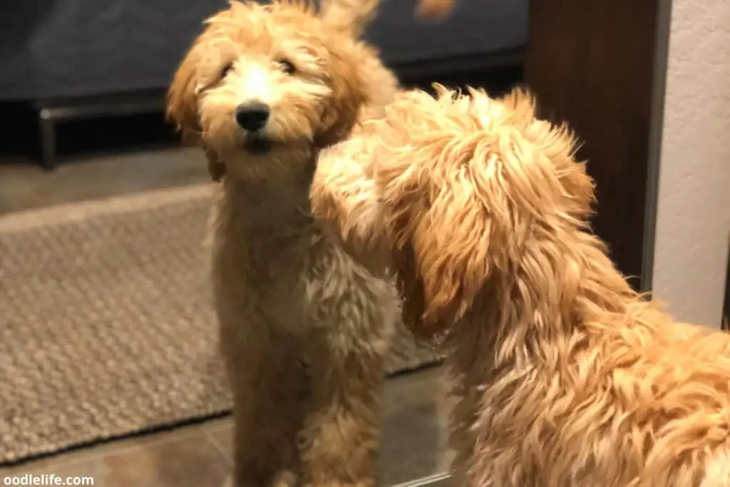 mini goldendoodle looks in mirror