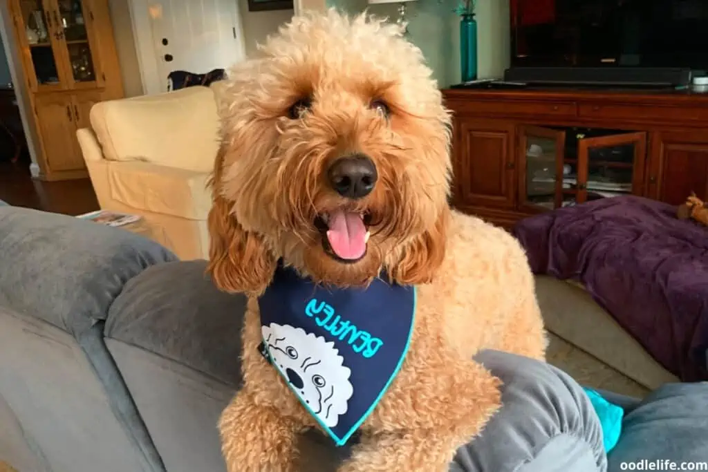 goldendoodle on a couch