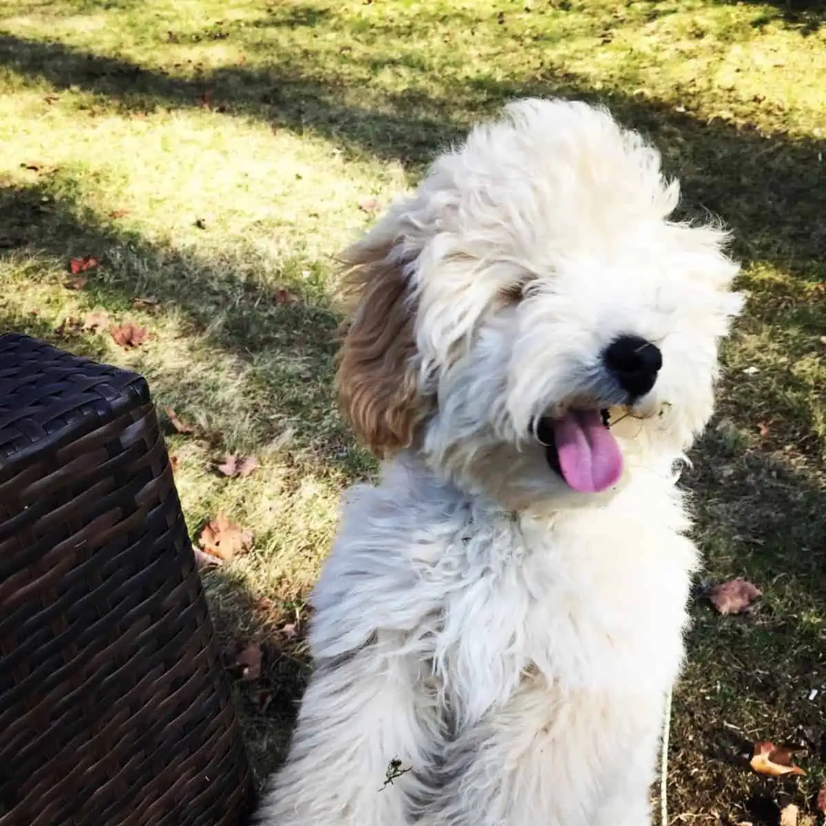 hair blowing Goldendoodle at the park