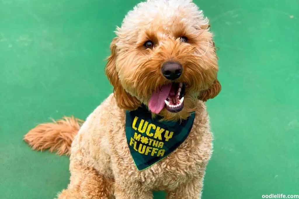 tongue out goldendoodle wearing bandana