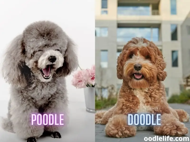 happy poodle and a labradoodle