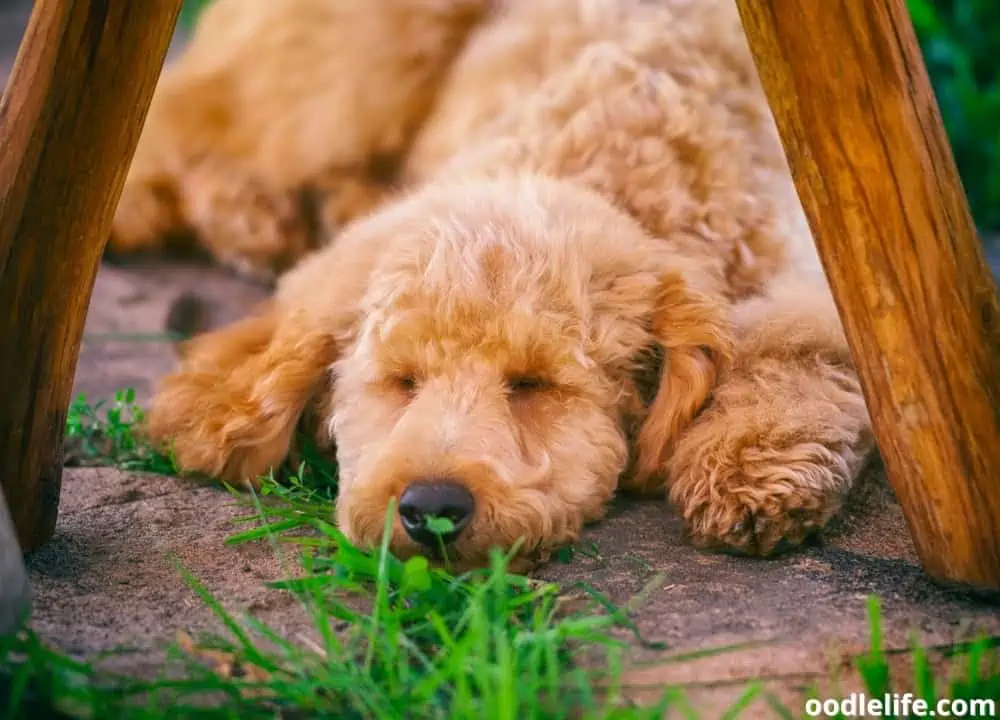 how much do Poodles sleep