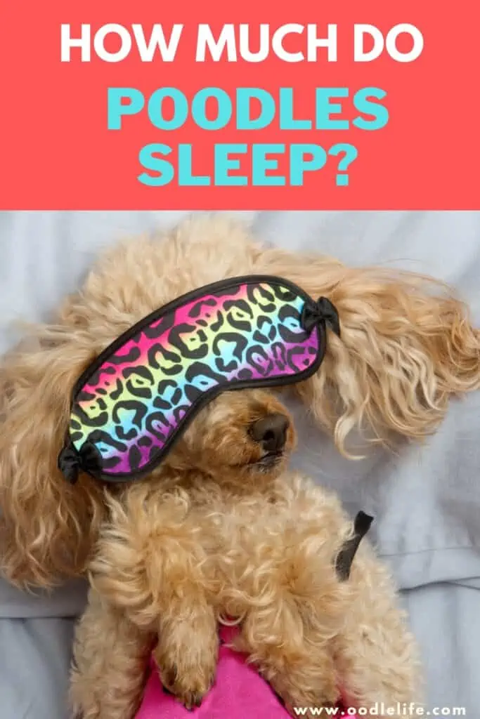 how much do Poodles sleep
