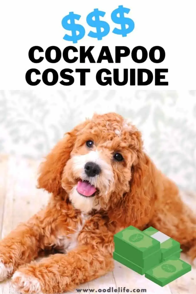 how much does a cockapoo cost