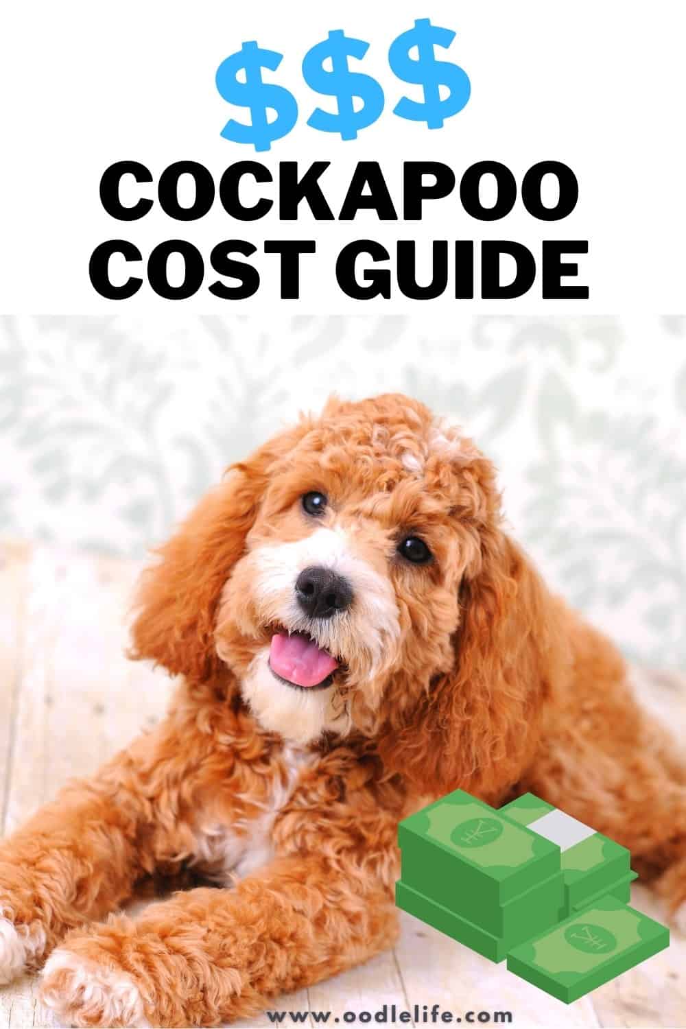 How Much Does A Cockapoo Cost? [2022] Oodle Life