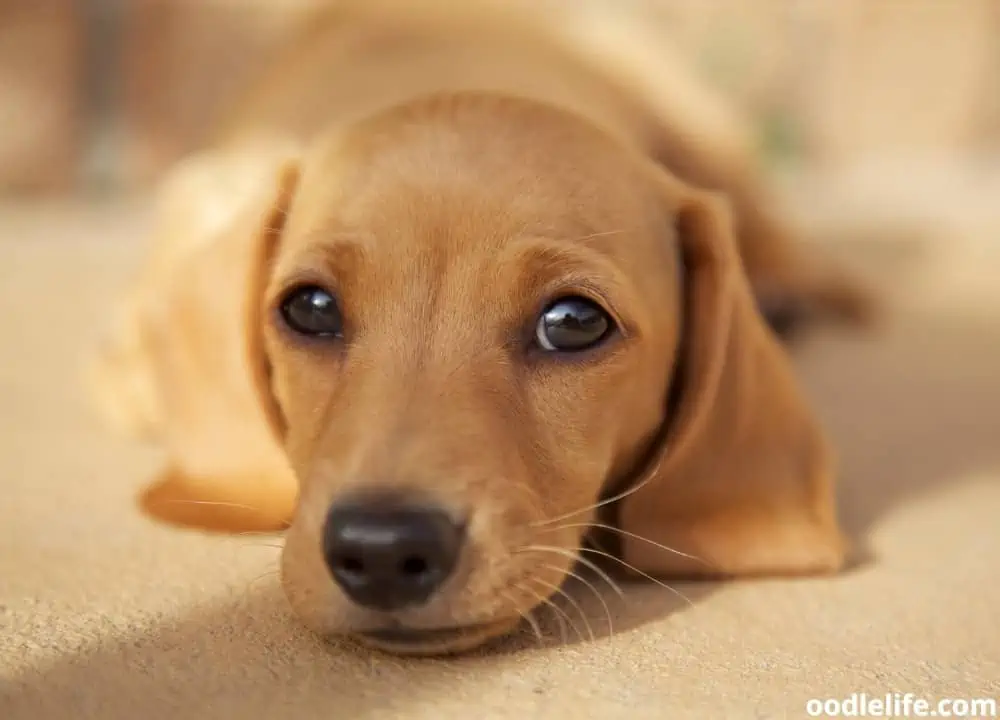 how much to feed 8 week old puppy