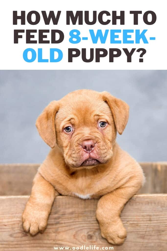 how often should puppies feed off mother