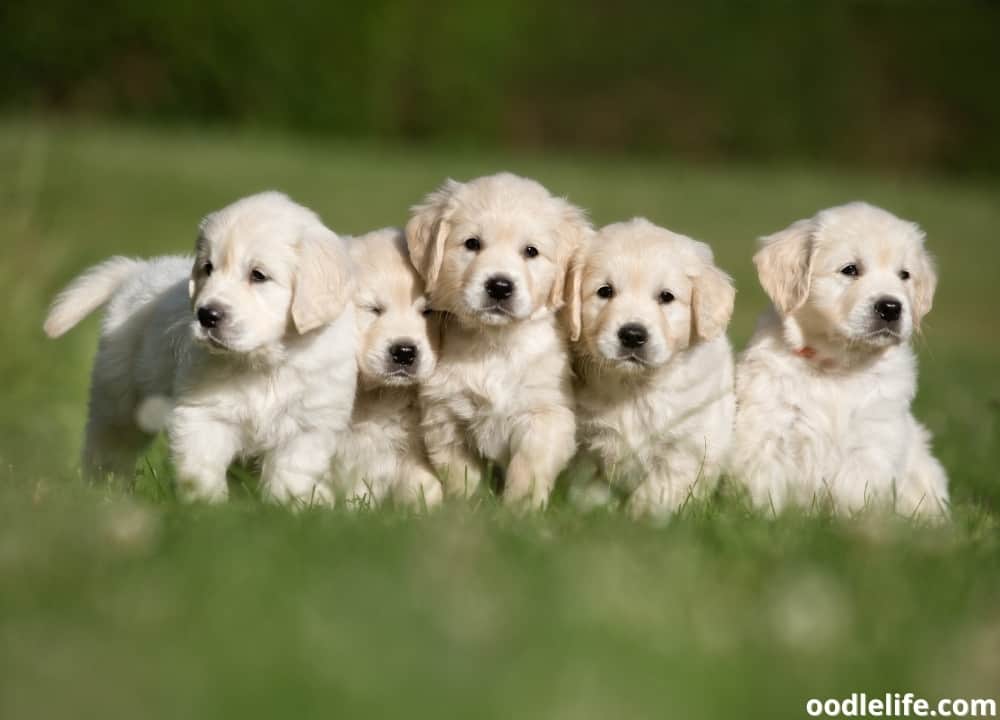 How Many Times A Day Should A Lab Puppy Poop