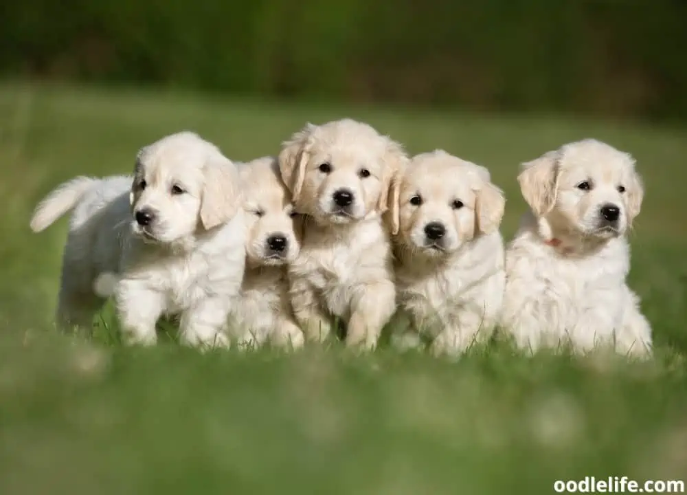 how often do puppies poop