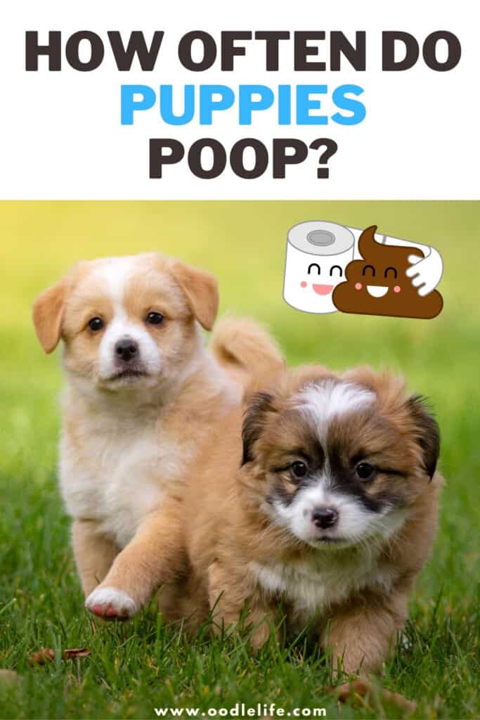 how often do puppies poop