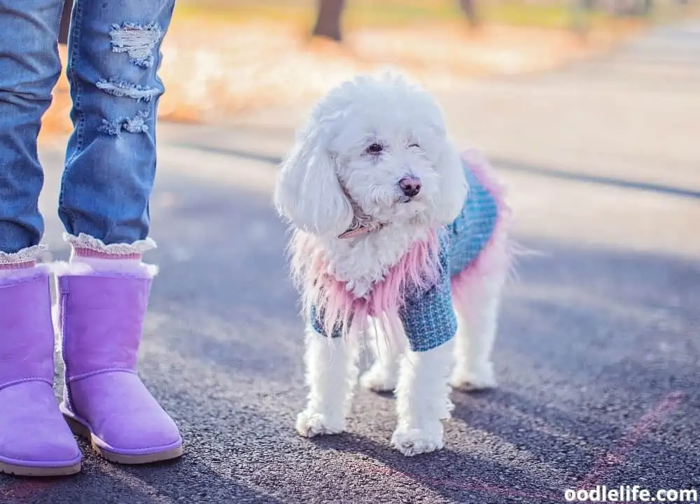 how often should you walk a poodle