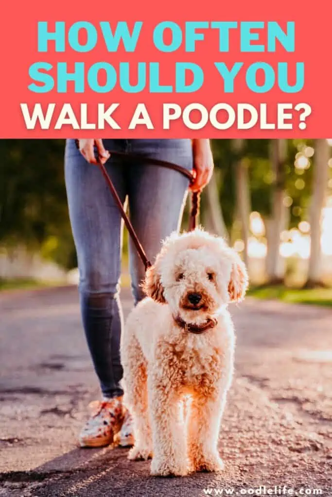 how often should you walk a poodle