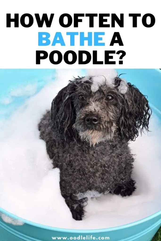 how often to bath a poodle