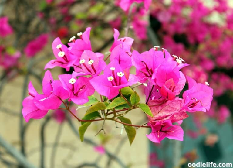 Is Bougainvillea Poisonous to Dogs?