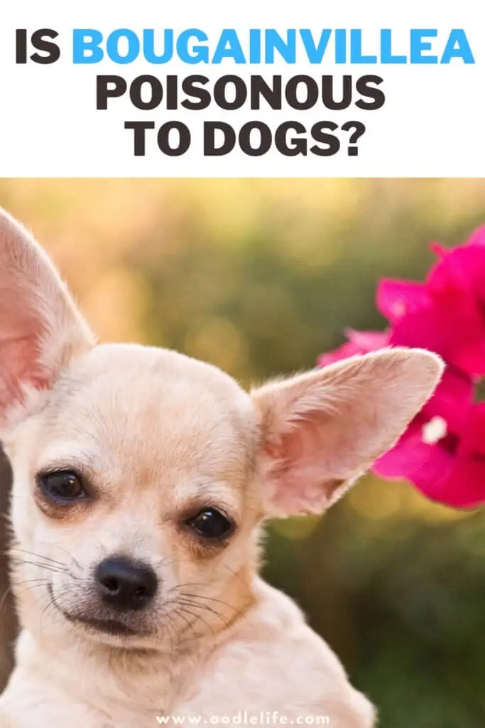 Is Bougainvillea Poisonous to Dogs? 1