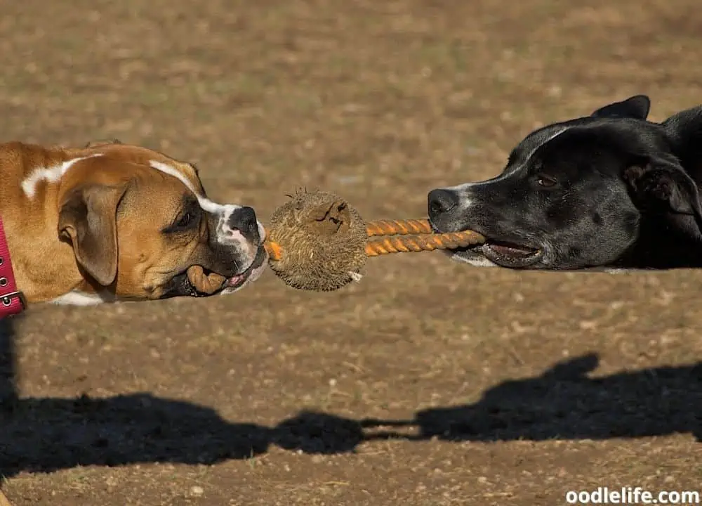 is tug of war bad for dogs