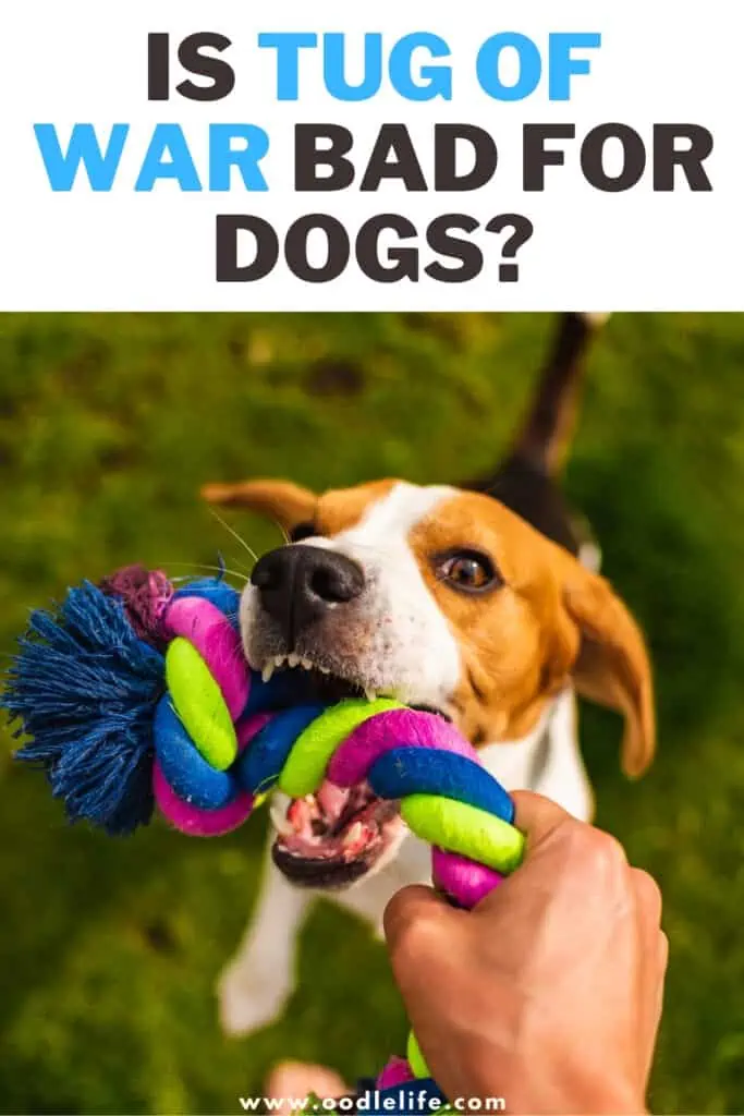 is tug of war bad for dogs