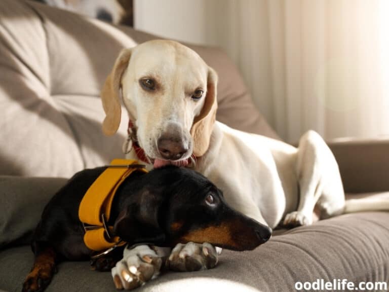 Dog Licking Other Dogs Ears (6 Reasons Why) Oodle Life
