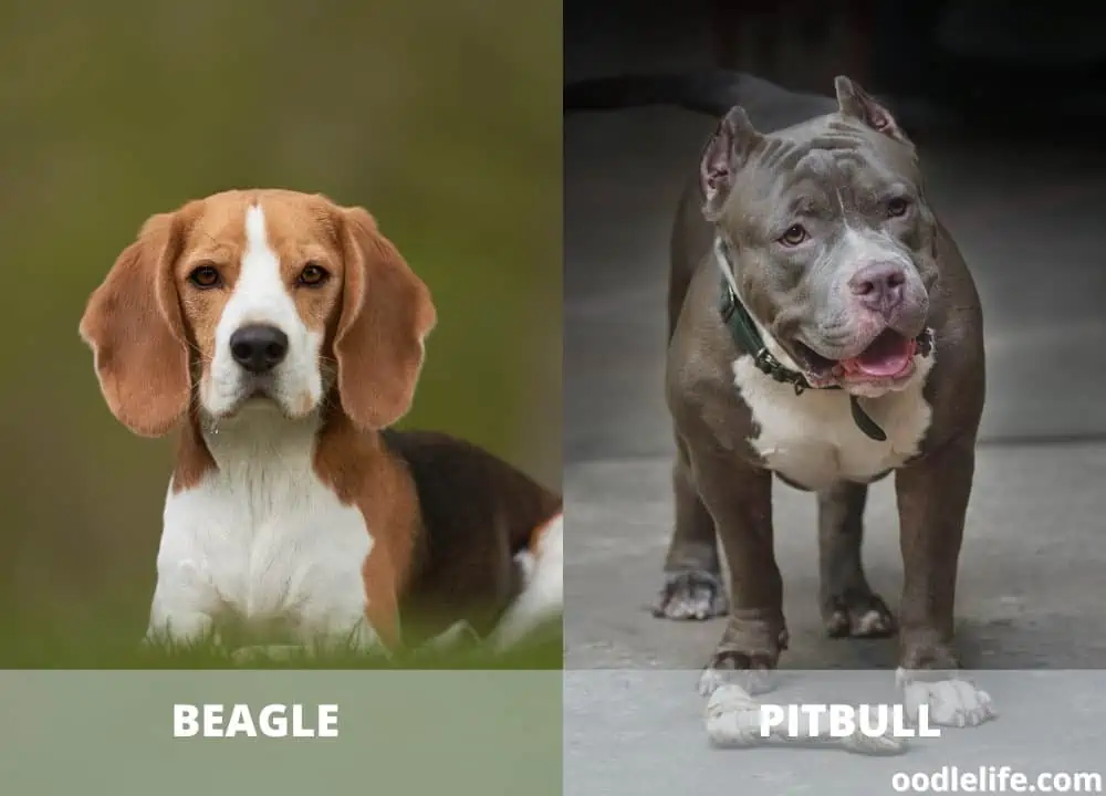 john wick dog breed