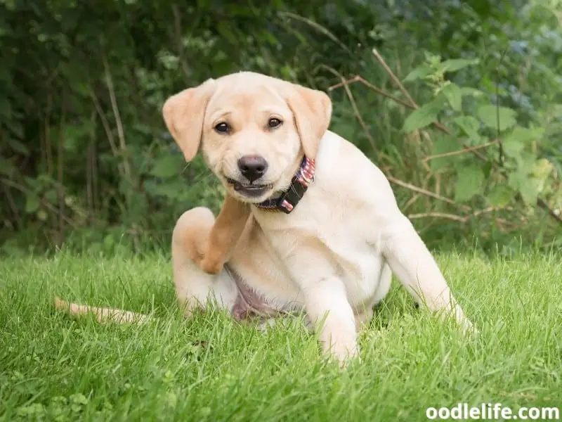 Labrador puppy scratching