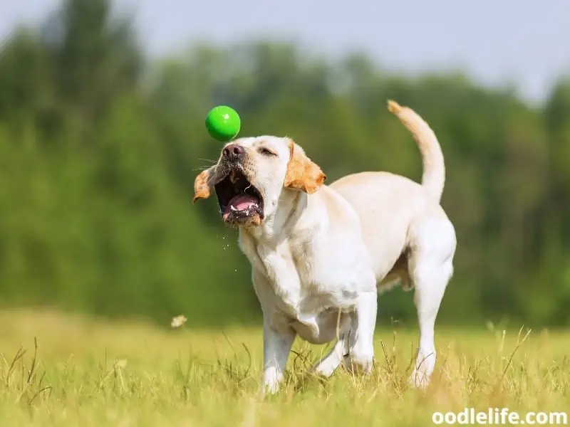 Labrador Retriever catching a ball