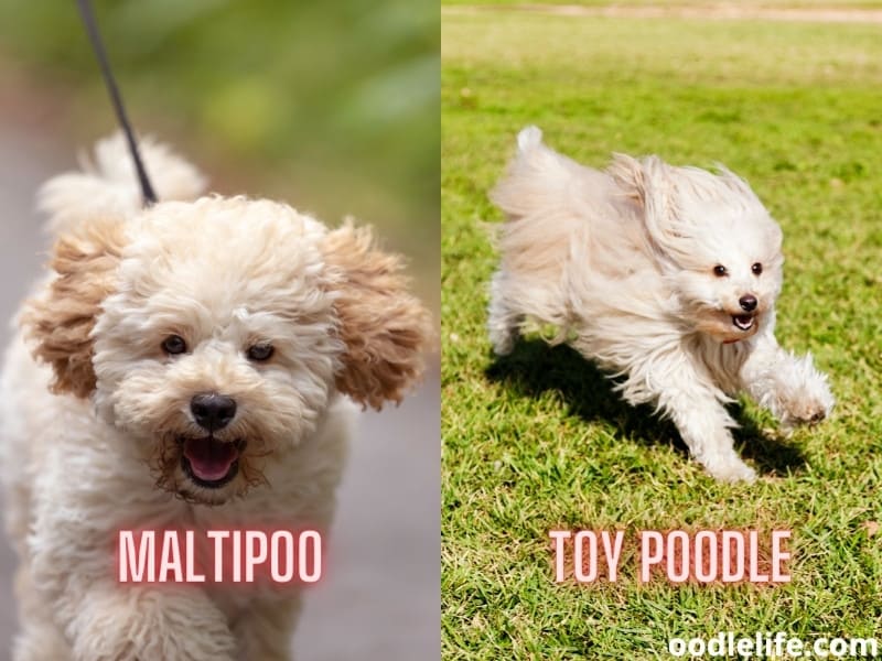 maltipoo and toy poodle running
