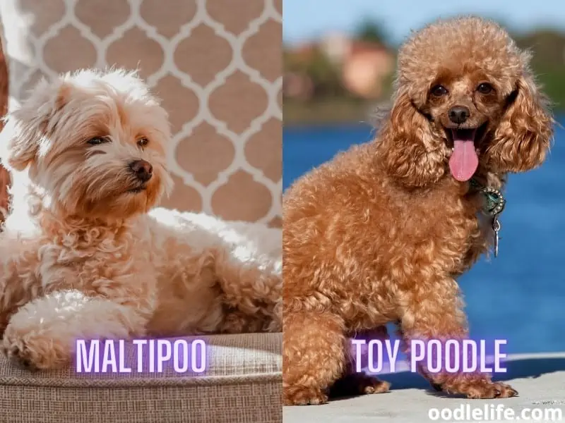 maltipoo sitting and toy poodle at the lake