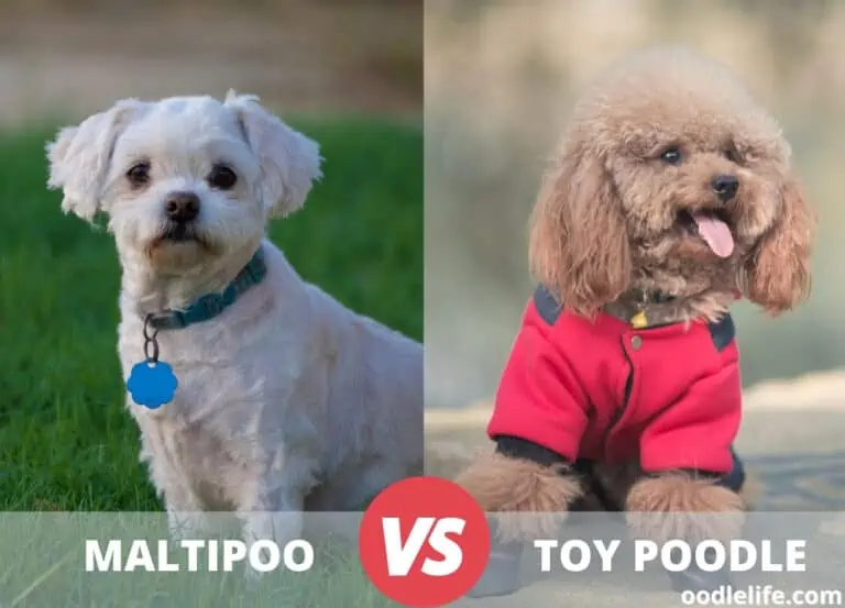 Maltipoo vs Toy Poodle [Comparison with Photos]