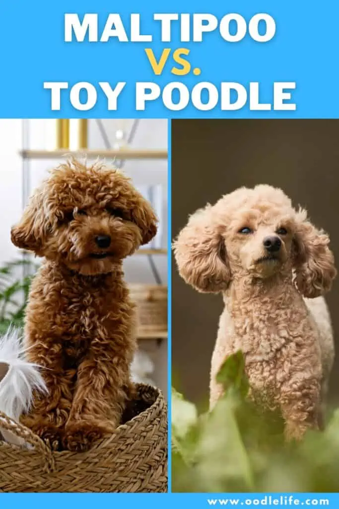 maltipoo vs toy poodle