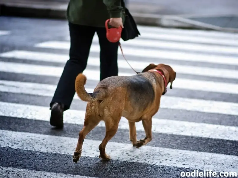 man with a dog