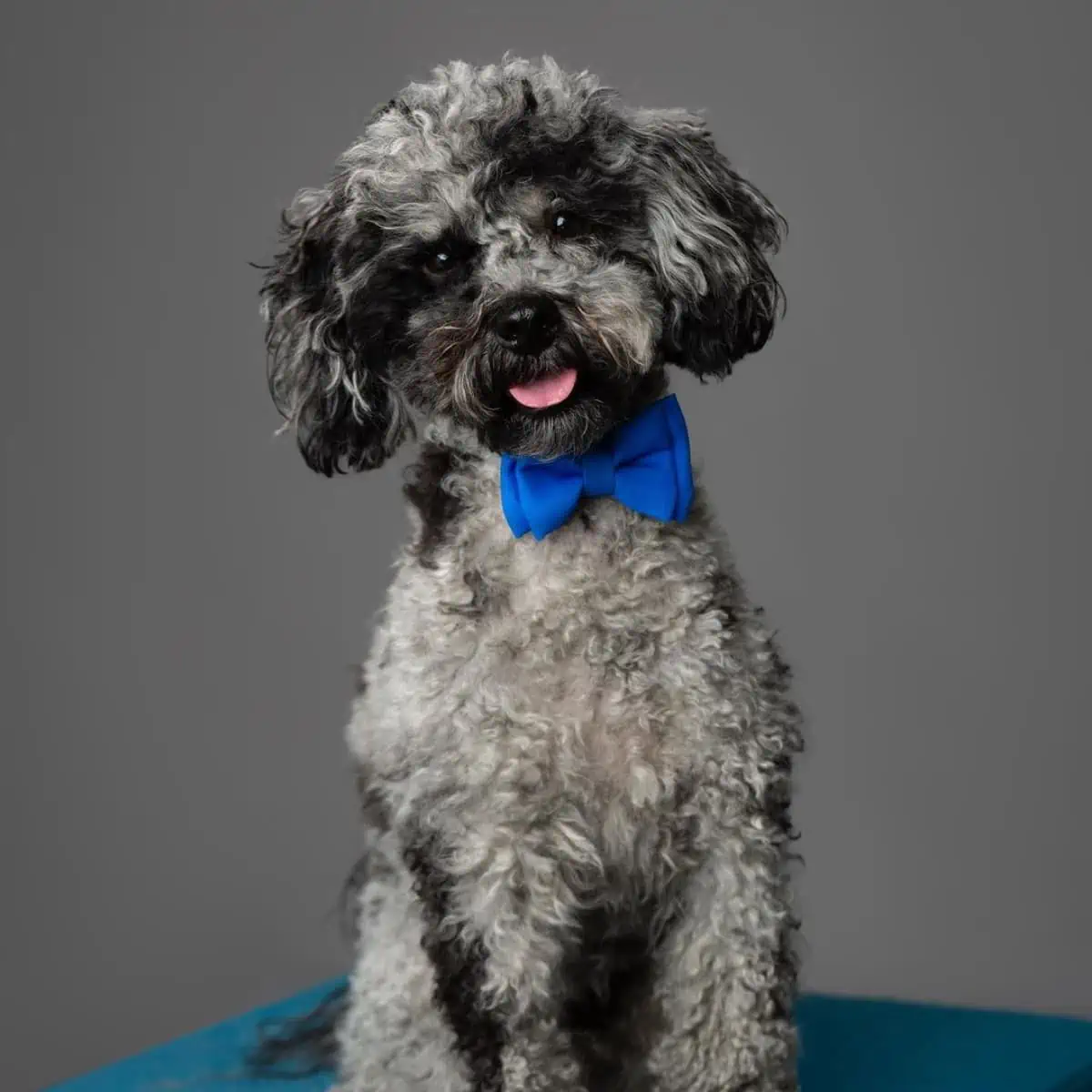 Merle Cockapoo wearing bow tie