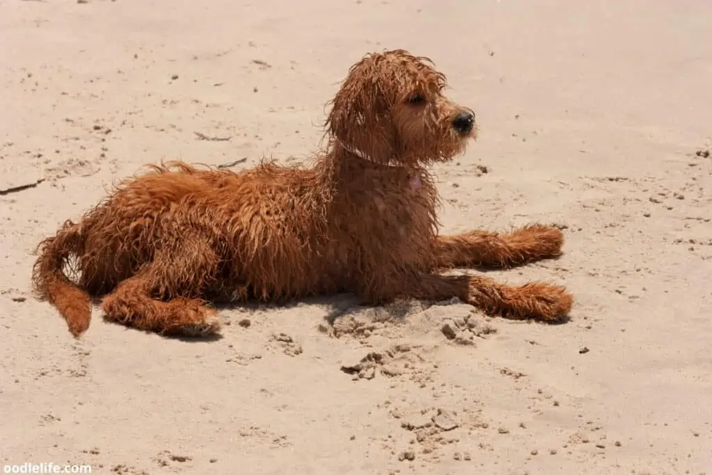 mini goldendoodle on the beach