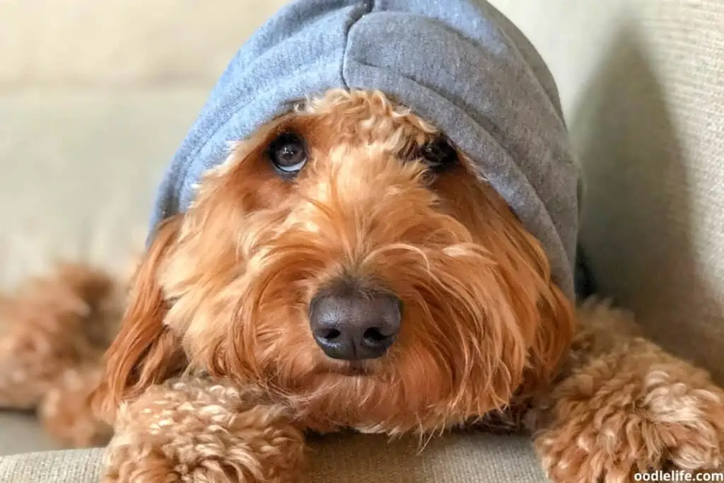 mini goldendoodle wearing hoodie