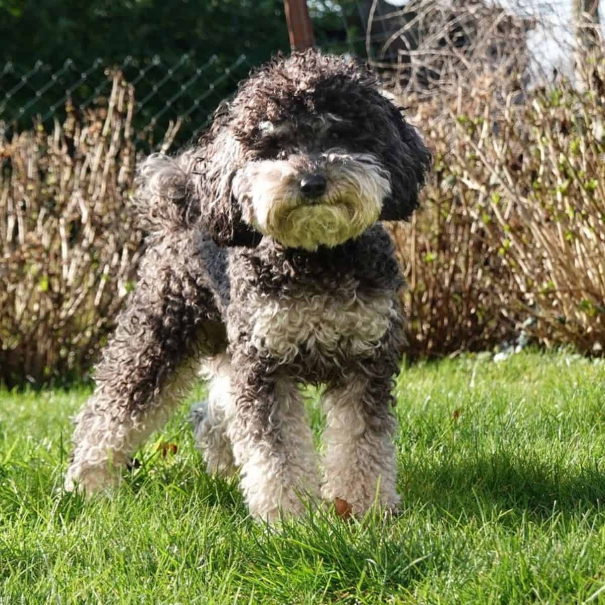Mini Poodle standing outdoors
