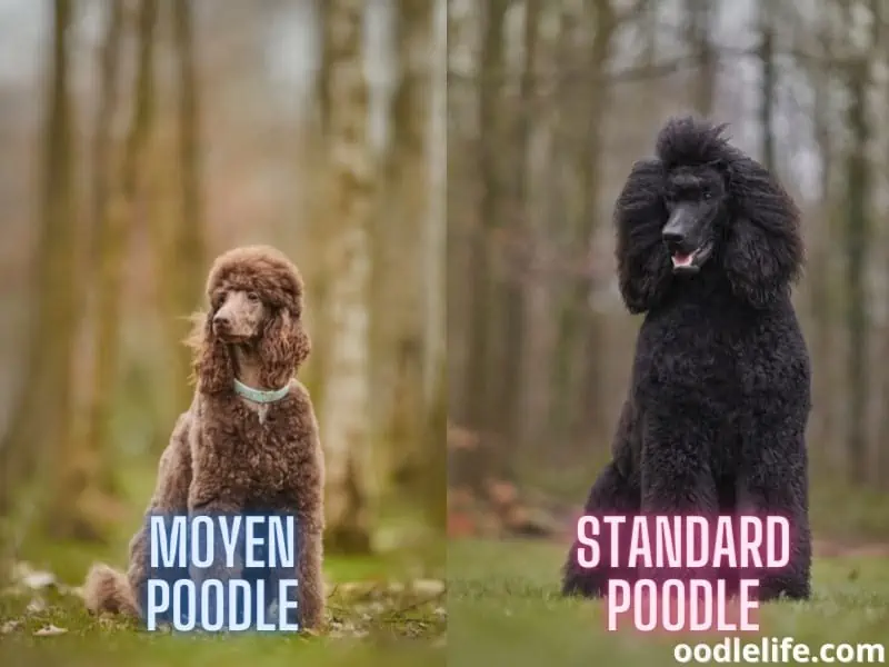 moyen poodle and standard poodle sitting